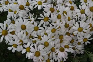 Chrysanthemum arcticum 'Stella'