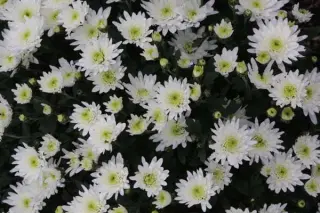 Chrysanthemum 'Bounty Blanc'