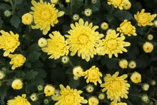 Chrysanthemum 'Cleran Citron'