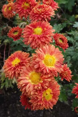 Chrysanthemum 'Coupe De Soleil'