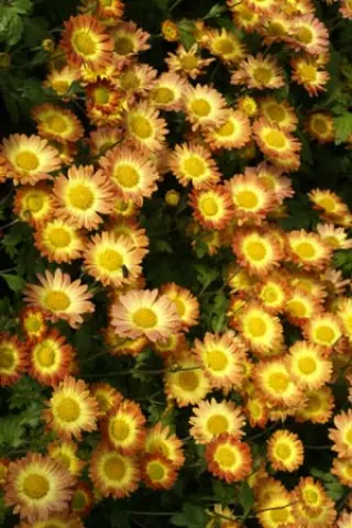 Chrysanthemum 'Dernier Soleil'