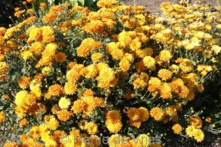 Chrysanthemum 'Dixter Orange'