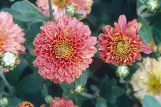 Chrysanthemum 'Doctor Tom Parr'