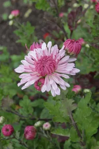 Chrysanthemum 'Emperor Of China'