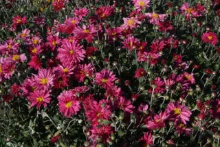 Chrysanthemum 'Herbstkuss'