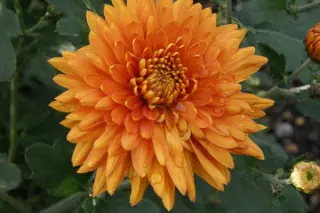 Chrysanthemum 'Herbstrubin'
