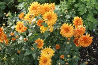 Chrysanthemum 'Herbstrubin'
