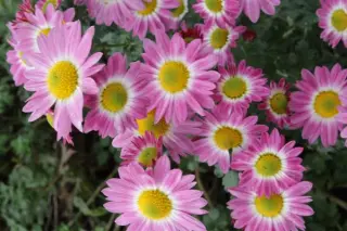 Chrysanthemum 'Jolie Rose'