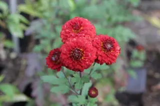 Chrysanthemum 'Julie Lagravere'
