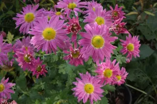Chrysanthemum 'La Damoiselle'
