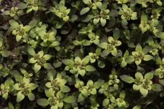 Chrysosplenium macrostemon shiobarense