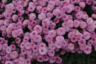 Chrysanthemum 'Mei-Kyo'