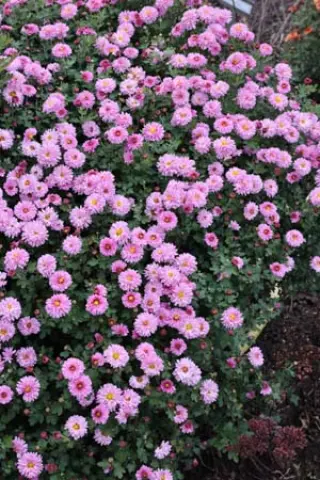 Chrysanthemum 'Mei-Kyo'