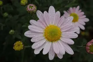 Chrysanthemum 'Mélanie'
