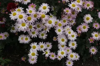 Chrysanthemum 'Mélanie'