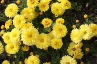 Chrysanthemum 'Nantyderry Sunshine'