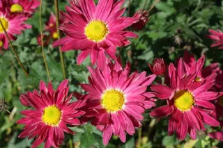 Chrysanthemum 'Oury'