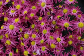 Chrysanthemum 'Pink Sensation'