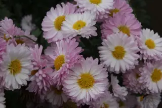 Chrysanthemum 'Poésie Rose'