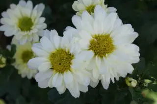 Chrysanthemum 'Poesie'