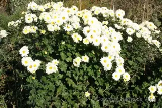 Chrysanthemum 'Poesie'