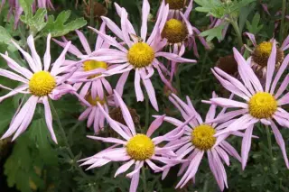 Chrysanthemum rubellum 'Clara Curtis'