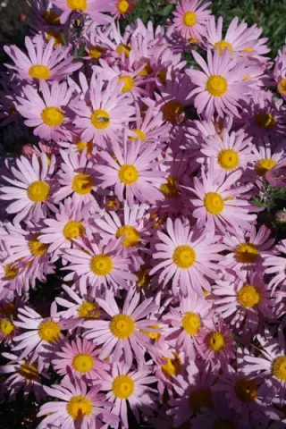 Chrysanthemum rubellum 'Clara Curtis'