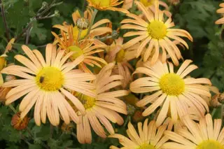 Chrysanthemum rubellum 'Mary Stoker'