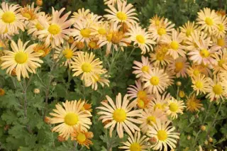 Chrysanthemum rubellum 'Mary Stoker'