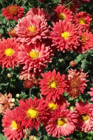 Chrysanthemum 'Rumpelstilzchen'