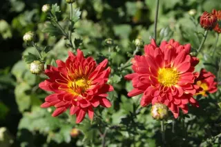 Chrysanthemum 'Rumpelstilzchen'