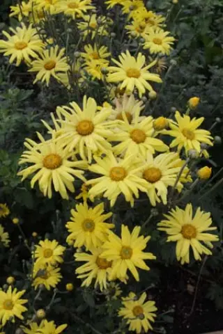 Chrysanthemum 'Ruth Treff'