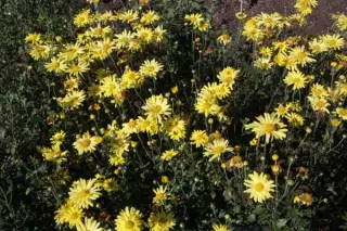 Chrysanthemum 'Ruth Treff'