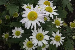 Chrysanthemum 'Weisse Mélanie'