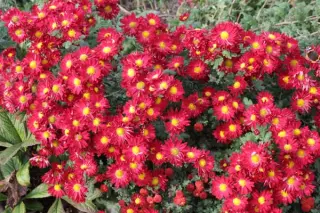 Chrysanthemum 'Winning's Red'