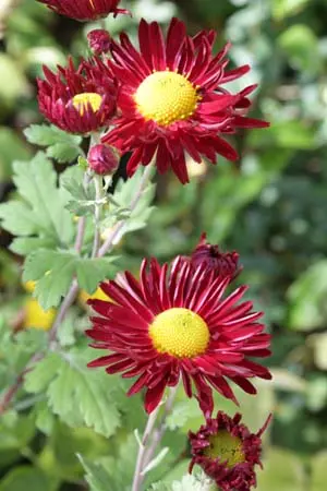 Chrysanthemum 'Winning's Red'