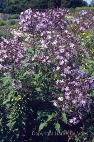 Cicerbita plumieri