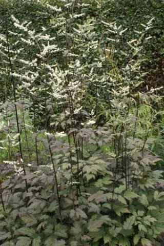 Cimicifuga dahurica (col. China)