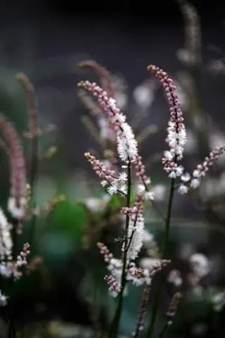 Cimicifuga elata