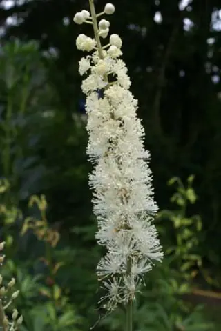 Cimicifuga europaea