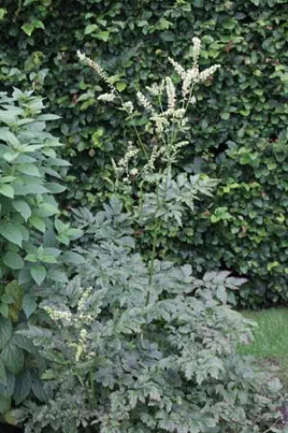 Cimicifuga europaea