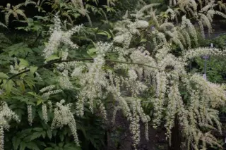 Cimicifuga foetida (Hehehe 091)