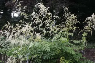 Cimicifuga foetida (Hehehe 091)