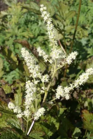 Cimicifuga heracleifolia