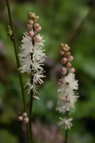 Cimicifuga japonica Chejudõ vorm