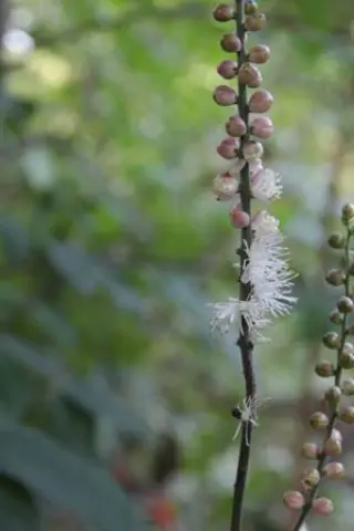 Cimicifuga japonica 'Shade Runner'