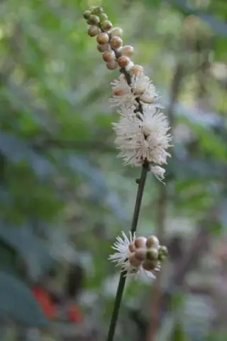 Cimicifuga japonica 'Silver Dance'