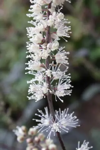 Cimicifuga x 'Queen Of Sheba'