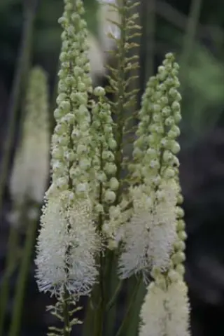 Cimicifuga rubifolia 'Blickfang'