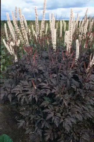Cimicifuga simplex 'Brunette' (A. Simplex)